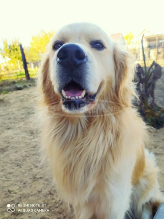 Golden retriver - 4/4