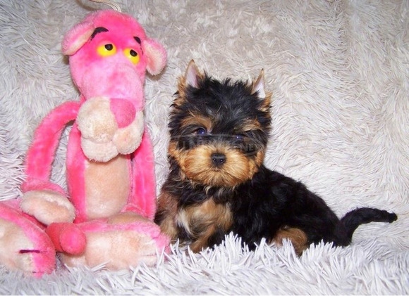 Yorkshire Terrier törzskönyves, minőségi kölykök - 1/5