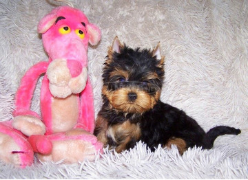 Yorkshire Terrier törzskönyves, minőségi kölykök