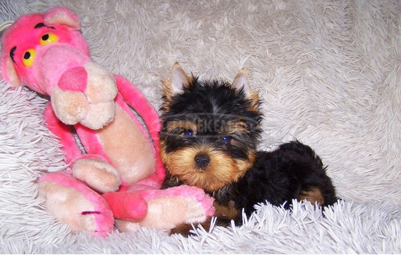 Yorkshire Terrier törzskönyves, minőségi kölykök - 2/5