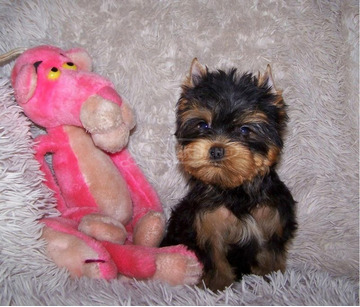 Yorkshire Terrier törzskönyves, minőségi kölykök