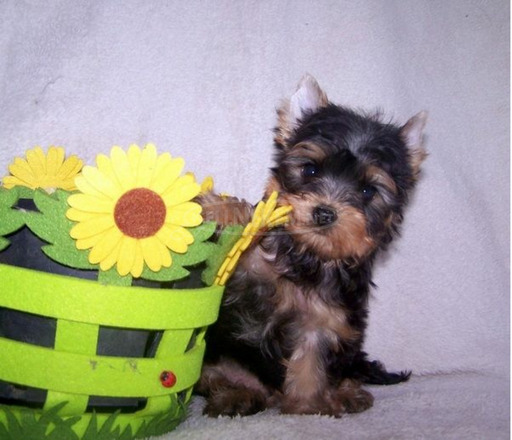 Yorkshire Terrier törzskönyves, minőségi kölykök - 4/5