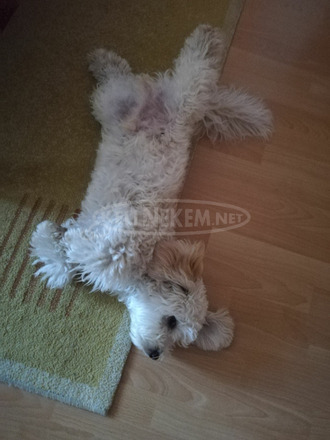 Bichon havanese - 1/1