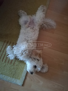 Bichon havanese Bichon havanese