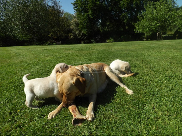 Nőstény Labrador Retriever Kiskutya - 1/3