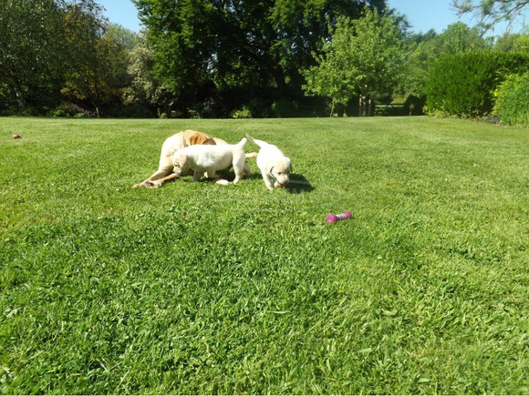 Nőstény Labrador Retriever Kiskutya - 3/3