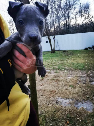 Amstaff kiskutyák keresik szerető gazdijukat - 4/5