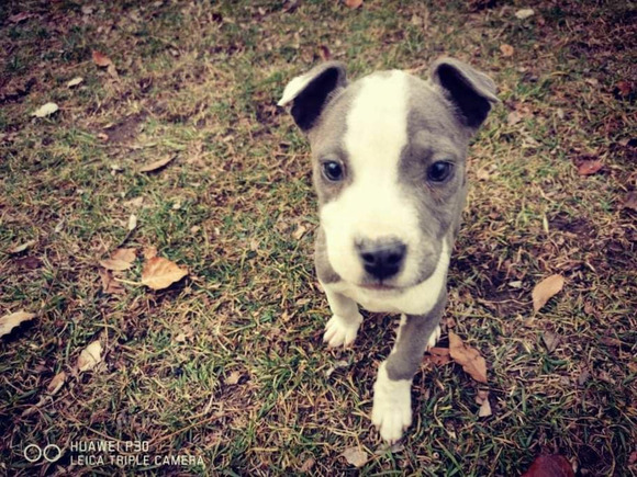 Amstaff kiskutyák keresik szerető gazdijukat - 5/5