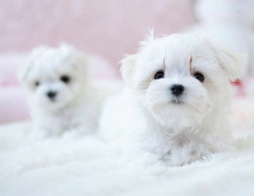 Havanese kiskutyák eladok