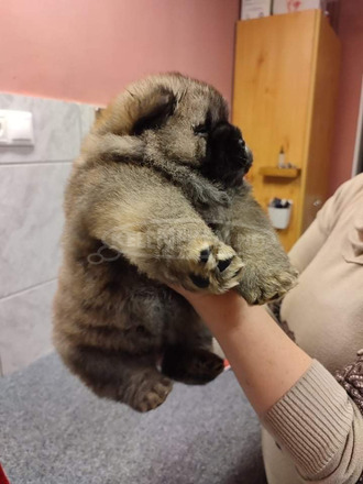 Törzskönyvezett fajtatiszta chow chow kiskutyák - 12/12