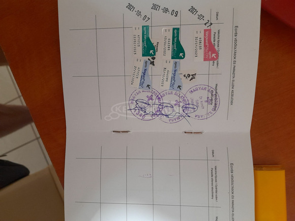 Eladó 6 hónapos kan Csivava - 4/5
