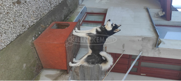 husky kölyök kutya - 4/4