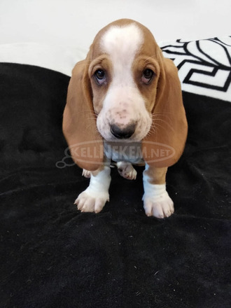 Basset Hound babák - 5/9