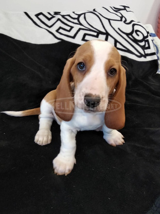 Basset Hound babák - 6/9