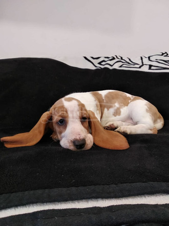 Basset Hound babák - 8/9