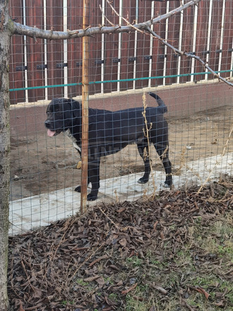 Rottweiler-kaukázusi keverék kan kutya eladó - 2/4