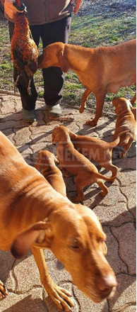 eladó magyar vizsla kiskutyák - 1/6