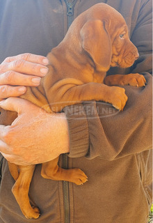 eladó magyar vizsla kiskutyák