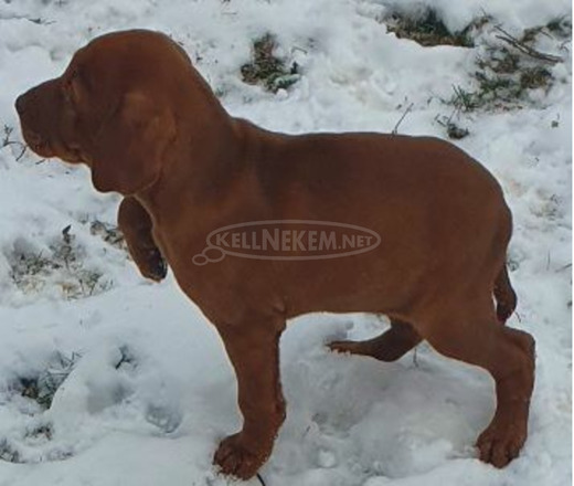 eladó magyar vizsla kiskutyák - 3/6