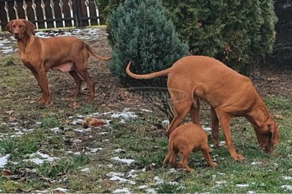 eladó magyar vizsla kiskutyák - 4/6