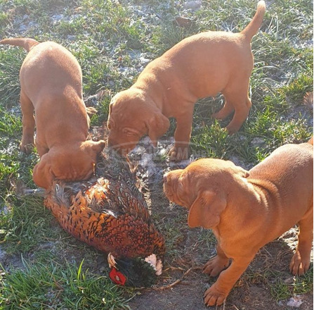 eladó magyar vizsla kiskutyák - 5/6