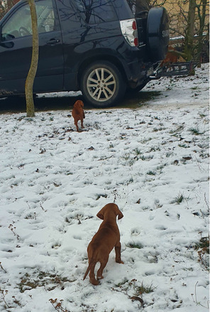 eladó magyar vizsla kiskutyák - 6/6
