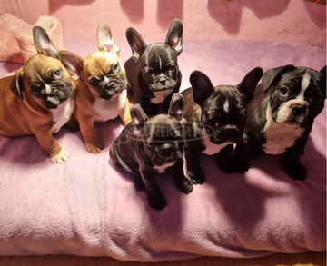 Francia Bulldog babák Francia Bulldog babák