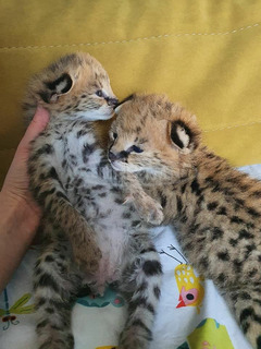 mačiatka savannah, serval a caracal