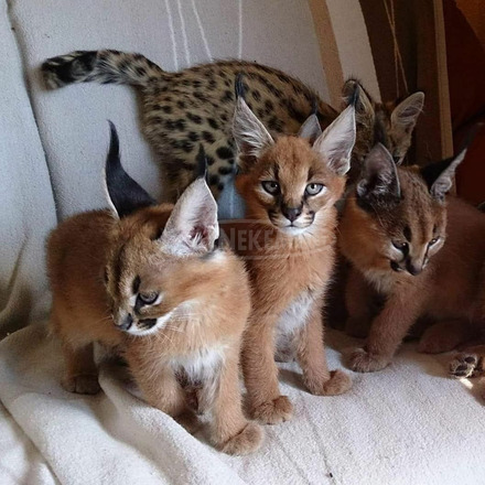 mačiatka savannah, serval a caracal - 4/11