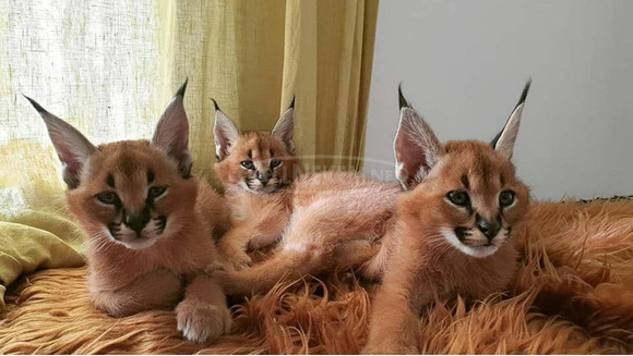 mačiatka savannah, serval a caracal - 6/11