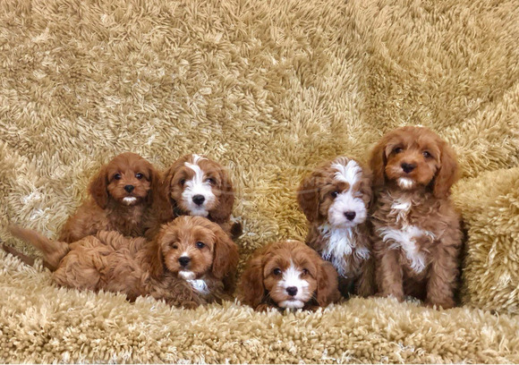 Gyönyörű Cavapoo kölykök - 1/3