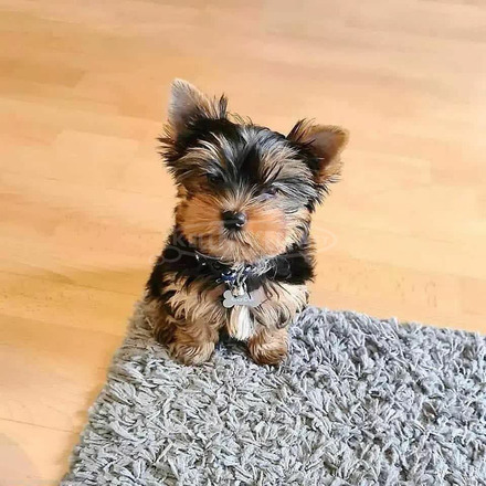 Aranyos Yorkie kiskutyák eladók - 2/2