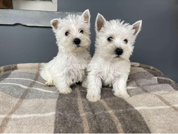 West Highland White Terrier kiskutyák eladók - 1/2