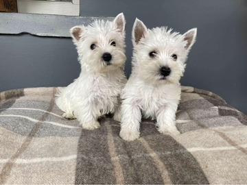 West Highland White Terrier kiskutyák eladók