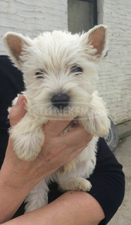 West Highland White Terrier kiskutyák eladók