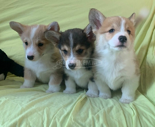 Pembroke Welsh Corgi kölykök kaphatók. - 1/3