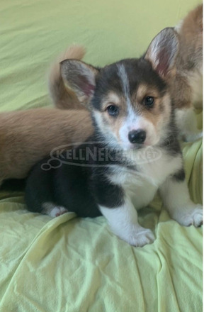 Pembroke Welsh Corgi kölykök kaphatók. - 2/3