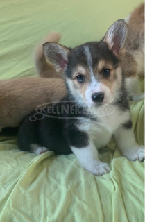 Pembroke Welsh Corgi kölykök kaphatók.