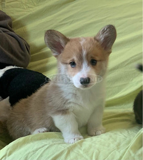 Pembroke Welsh Corgi kölykök kaphatók.