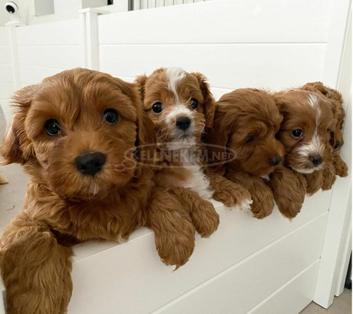 A Cavapoo kölykök megértése .. - 1/3