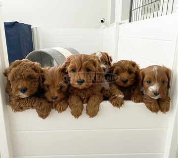 A Cavapoo kölykök megértése ..