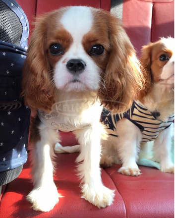 Gyönyörű Cavalier King Charles kölykök. - 1/3