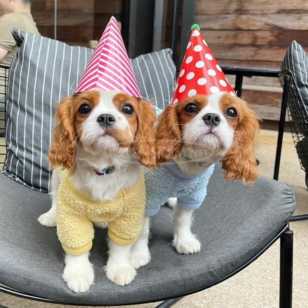 Gyönyörű Cavalier King Charles kölykök. - 3/3