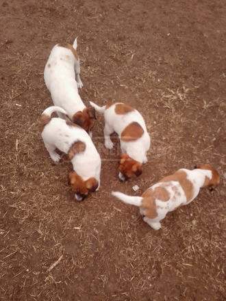 Jeck rasszel terrier - 1/1