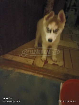 Husky kiskutya keresi szerető gazdiját - 1/3