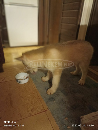 Husky kiskutya keresi szerető gazdiját - 3/3