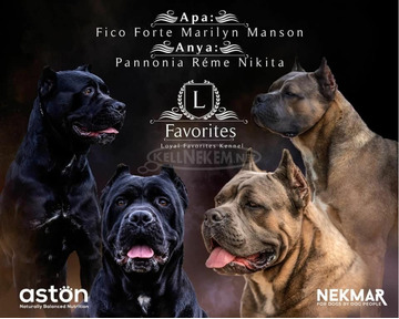 Cane Corso törzskönyvezett