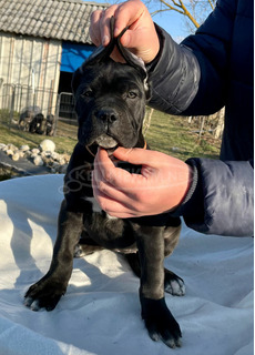 Cane Corso törzskönyvezett