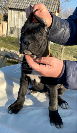 Cane Corso törzskönyvezett - 3/10