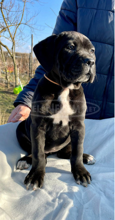 Cane Corso törzskönyvezett - 4/10